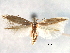  (Bucculatrix viguierae - CCDB-29066-F08_NGS)  @11 [ ] CreativeCommons - Attribution (2016) CBG Photography Group Centre for Biodiversity Genomics