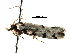  ( - CCDB-29066-G06_NGS)  @12 [ ] CreativeCommons - Attribution (2016) CBG Photography Group Centre for Biodiversity Genomics