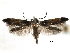  ( - CCDB-29066-G12_NGS)  @14 [ ] CreativeCommons - Attribution (2016) CBG Photography Group Centre for Biodiversity Genomics