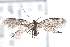  ( - CCDB-29067-A05_NGS)  @11 [ ] CreativeCommons - Attribution (2016) CBG Photography Group Centre for Biodiversity Genomics