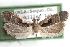  ( - CCDB-29067-A06_NGS)  @11 [ ] CreativeCommons - Attribution (2016) CBG Photography Group Centre for Biodiversity Genomics