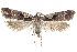  ( - CCDB-29067-A08_NGS)  @11 [ ] CreativeCommons - Attribution (2016) CBG Photography Group Centre for Biodiversity Genomics