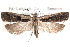  ( - CCDB-29067-A09_NGS)  @11 [ ] CreativeCommons - Attribution (2016) CBG Photography Group Centre for Biodiversity Genomics