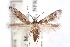  ( - CCDB-29067-D01_NGS)  @11 [ ] CreativeCommons - Attribution (2016) CBG Photography Group Centre for Biodiversity Genomics