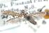  ( - CCDB-29067-E01_NGS)  @11 [ ] CreativeCommons - Attribution (2016) CBG Photography Group Centre for Biodiversity Genomics