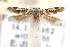  ( - CCDB-29067-E08_NGS)  @11 [ ] CreativeCommons - Attribution (2016) CBG Photography Group Centre for Biodiversity Genomics