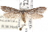  ( - CCDB-29067-F04_NGS)  @11 [ ] CreativeCommons - Attribution (2016) CBG Photography Group Centre for Biodiversity Genomics