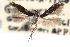  ( - CCDB-29067-F06_NGS)  @11 [ ] CreativeCommons - Attribution (2016) CBG Photography Group Centre for Biodiversity Genomics