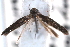  ( - CCDB-29067-G02_NGS)  @11 [ ] CreativeCommons - Attribution (2016) CBG Photography Group Centre for Biodiversity Genomics
