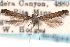  (Perimede battis - CCDB-29067-G04_NGS)  @11 [ ] CreativeCommons - Attribution (2016) CBG Photography Group Centre for Biodiversity Genomics