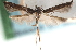  ( - CCDB-29067-G05_NGS)  @11 [ ] CreativeCommons - Attribution (2016) CBG Photography Group Centre for Biodiversity Genomics