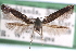  ( - CCDB-29067-G07_NGS)  @13 [ ] CreativeCommons - Attribution (2016) CBG Photography Group Centre for Biodiversity Genomics