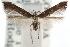  ( - CCDB-29067-G08_NGS)  @11 [ ] CreativeCommons - Attribution (2016) CBG Photography Group Centre for Biodiversity Genomics
