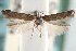  (Perimede latris - CCDB-29067-G10_NGS)  @11 [ ] CreativeCommons - Attribution (2016) CBG Photography Group Centre for Biodiversity Genomics