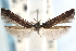  (Perimede parilis - CCDB-29067-G12_NGS)  @11 [ ] CreativeCommons - Attribution (2016) CBG Photography Group Centre for Biodiversity Genomics