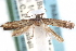  ( - CCDB-29067-H02_NGS)  @11 [ ] CreativeCommons - Attribution (2016) CBG Photography Group Centre for Biodiversity Genomics