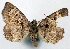  ( - 1246537_NGS)  @11 [ ] CreativeCommons - Attribution (2015) Smithsonian Institution Smithsonian Institution