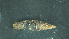  (Albinaria violacea - BGE_00202_G02)  @11 [ ] by-nc-sa (2024) Danae Karakasi Natural History Museum of Crete - University of Crete