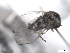  ( - BIOUG02455-C06)  @12 [ ] CreativeCommons - Attribution (2012) CBG Photography Group Centre for Biodiversity Genomics