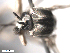  ( - BIOUG02455-F12)  @12 [ ] CreativeCommons - Attribution (2012) CBG Photography Group Centre for Biodiversity Genomics