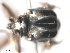  ( - BIOUG02455-H06)  @12 [ ] CreativeCommons - Attribution (2012) CBG Photography Group Centre for Biodiversity Genomics