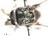  ( - BIOUG02455-C05)  @12 [ ] CreativeCommons - Attribution (2012) CBG Photography Group Centre for Biodiversity Genomics