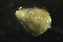  (Branchiomma bombyx - NIB_CCM_1092)  @11 [ ] CC-BY (2025) Christine Morrow Queen's University, Belfast