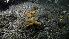  (Haliclona viscosa - NIB_CCM_1248)  @11 [ ] CC-BY (2025) Bernard Picton Queen's University, Belfast