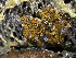  (Botrylloides diegensis - NIB_CCM_1244)  @11 [ ] by_nc (2025) Picton, B.E. Queen's University, Belfast
