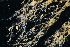 (Vesicularia - NIB_CCM_1340)  @11 [ ] by_nc (2025) Picton, B.E. Queen's University, Belfast