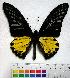  (Troides prattorum - EC-002)  @14 [ ] Unspecified (default): All Rights Reserved  Unspecified Unspecified