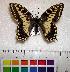  (Papilio hospiton - EC-021)  @15 [ ] Unspecified (default): All Rights Reserved  Unspecified Unspecified