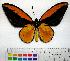 (Ornithoptera croesus - EC-036)  @14 [ ] Unspecified (default): All Rights Reserved  Unspecified Unspecified