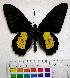  (Troides plato - EC-042)  @14 [ ] Unspecified (default): All Rights Reserved  Unspecified Unspecified