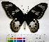  (Ornithoptera tithonus - EC-052)  @14 [ ] Unspecified (default): All Rights Reserved  Unspecified Unspecified