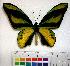  (Ornithoptera chimaera - EC-054)  @14 [ ] Unspecified (default): All Rights Reserved  Unspecified Unspecified