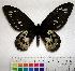  (Ornithoptera rothschildi - EC-093)  @14 [ ] Unspecified (default): All Rights Reserved  Unspecified Unspecified