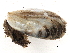  ( - BIOUG13626-F10)  @12 [ ] CreativeCommons - Attribution (2014) CBG Photography Group Centre for Biodiversity Genomics