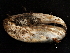  ( - BIOUG13626-G05)  @13 [ ] CreativeCommons - Attribution (2014) CBG Photography Group Centre for Biodiversity Genomics