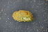  ( - MUS092-14.1)  @11 [ ] CreativeCommons - Attribution (2014) Jeremy deWaard Centre for Biodiversity Genomics