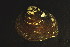  ( - BIOUG13944-A08)  @11 [ ] CreativeCommons - Attribution (2014) Kara Layton Centre for Biodiversity Genomics