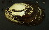  ( - BIOUG13944-H11)  @11 [ ] CreativeCommons - Attribution (2014) Kara Layton Centre for Biodiversity Genomics