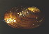  ( - BIOUG13947-C06)  @11 [ ] CreativeCommons - Attribution (2014) Kara Layton Centre for Biodiversity Genomics