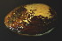  ( - BIOUG13947-C10)  @11 [ ] CreativeCommons - Attribution (2014) Kara Layton Centre for Biodiversity Genomics