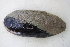  (Ligumia - MUS005-14)  @13 [ ] CreativeCommons - Attribution (2014) Unspecified Centre for Biodiversity Genomics