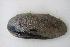 ( - MUS006-14.1)  @11 [ ] CreativeCommons - Attribution (2014) Unspecified Centre for Biodiversity Genomics