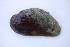  ( - MUS028-14)  @11 [ ] CreativeCommons - Attribution (2014) Unspecified Centre for Biodiversity Genomics