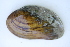  ( - MUS029-14.1)  @11 [ ] CreativeCommons - Attribution (2014) Unspecified Centre for Biodiversity Genomics