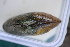  ( - MUS029-14.1)  @11 [ ] CreativeCommons - Attribution (2014) Unspecified Centre for Biodiversity Genomics