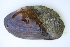  ( - MUS050-14.1)  @11 [ ] CreativeCommons - Attribution (2014) Unspecified Centre for Biodiversity Genomics